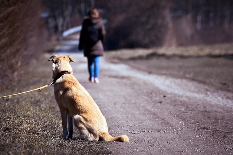 Perro abandonado en el camino