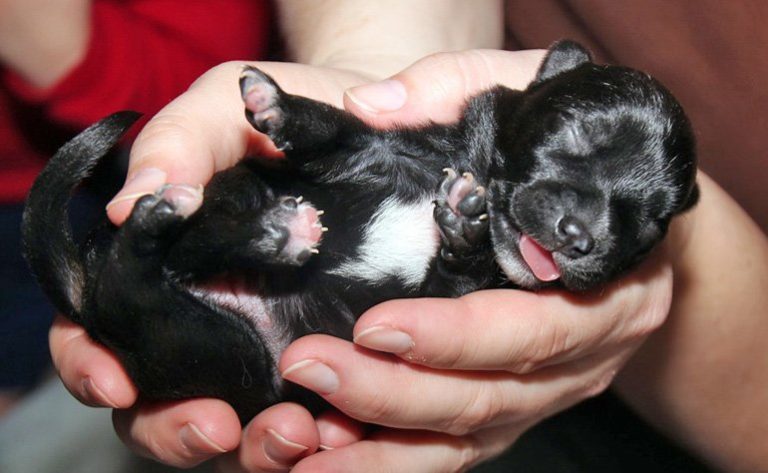 Cómo Alimentar Cachorros Recién Nacidos 2620