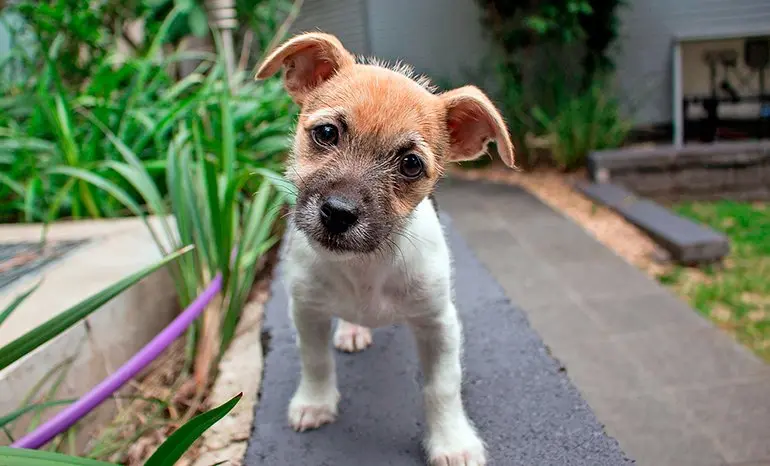 cachorro de perro