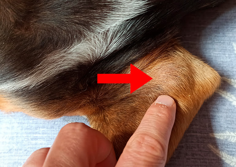 dinámica mimar enlace Lipomas en perros (tumores grasos) ¿Hay que extirparlos?