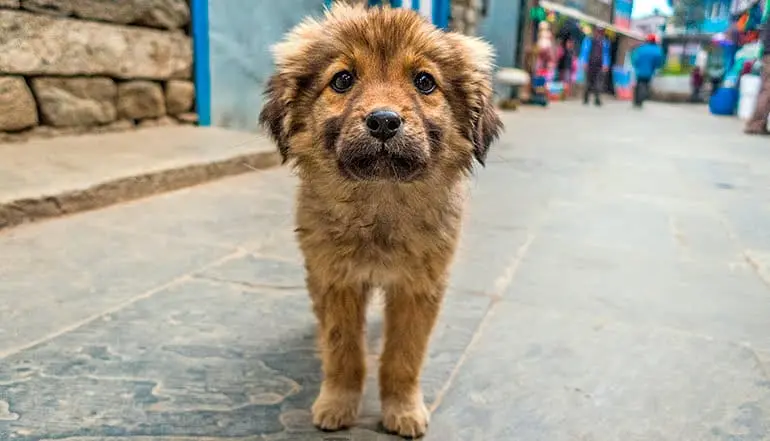 perro callejero