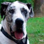 perro de gran tamano