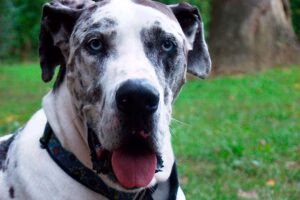 perro de gran tamano