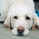 perro descansando tras operacion de lipoma