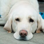 perro descansando tras operacion de lipoma