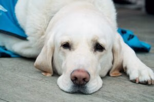 perro descansando tras operacion de lipoma