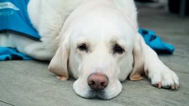 perro descansando tras operacion de lipoma