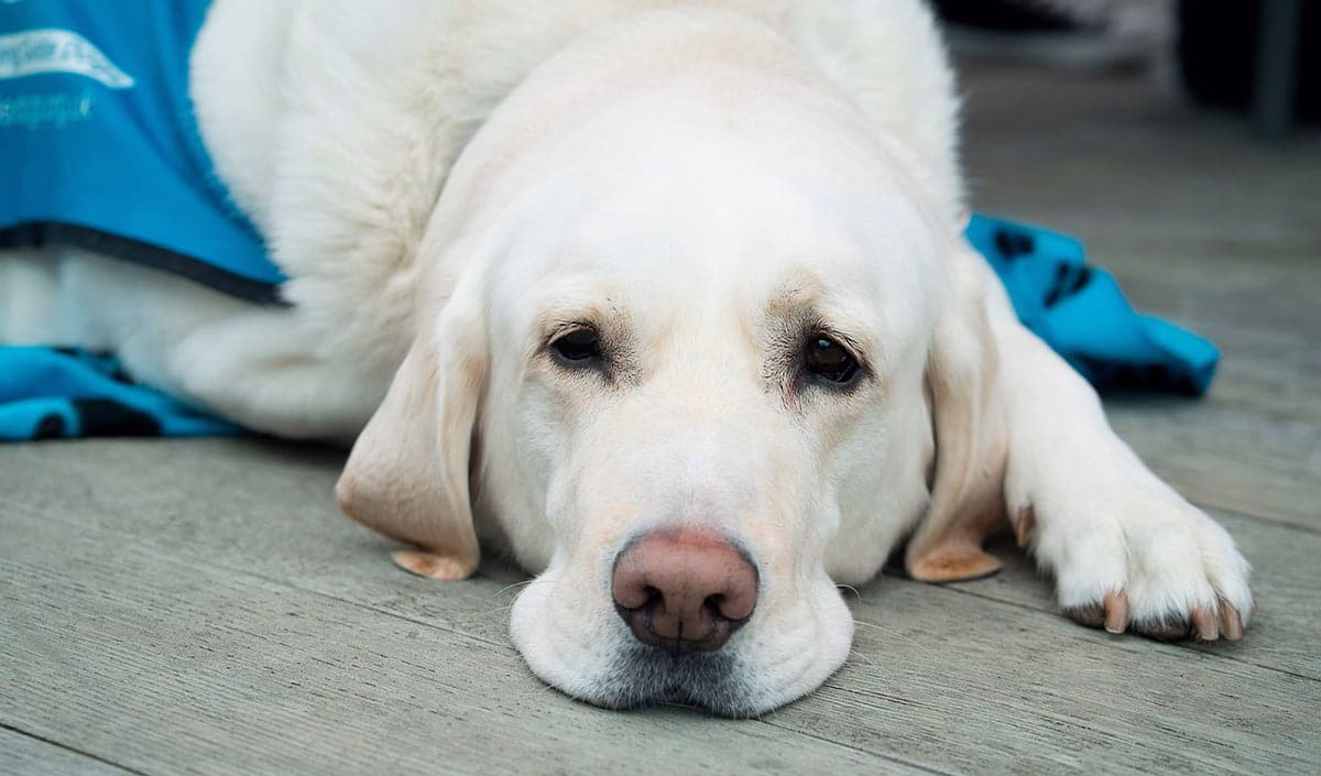 perro descansando tras operacion de lipoma