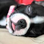 perro dormido con un ojo abierto
