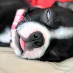 perro dormido con un ojo abierto
