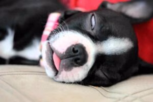 perro dormido con un ojo abierto