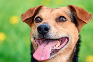 perro esperando su racion de comida