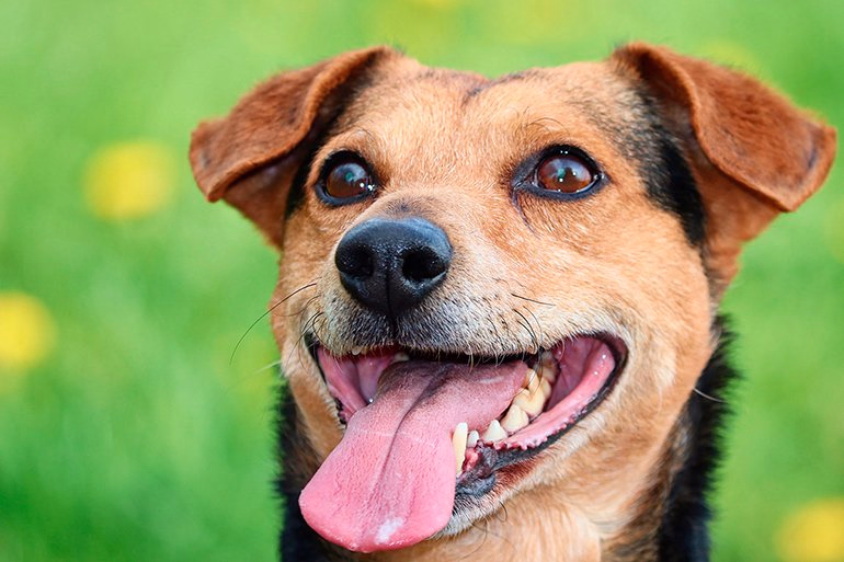 perro esperando su racion de comida