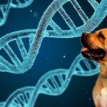 perro junto a cadena de proteinas