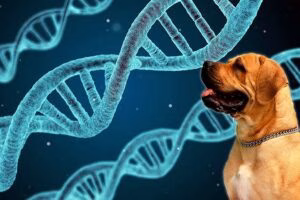 perro junto a cadena de proteinas