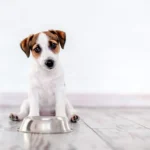 perro junto a su cuenco de comida