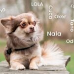 perro pequeno junto a varios nombres