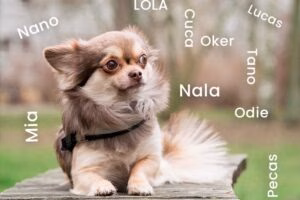 perro pequeno junto a varios nombres