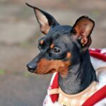 perro pinscher enano
