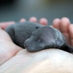 perro recien nacido en manos