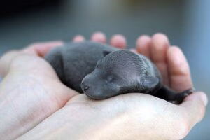 perro recien nacido en manos