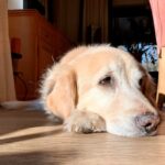 perro tumbado en casa