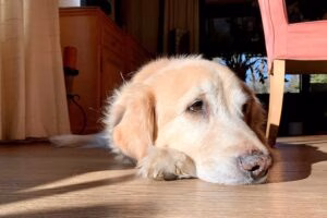 perro tumbado en casa