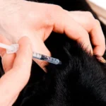 pinchando insulina a un perro