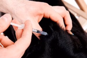 pinchando insulina a un perro