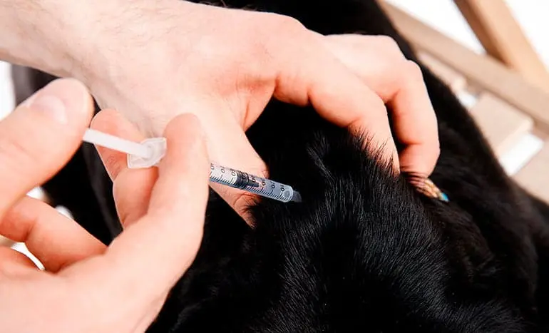 pinchando insulina a un perro
