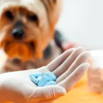 veterinario con pastillas