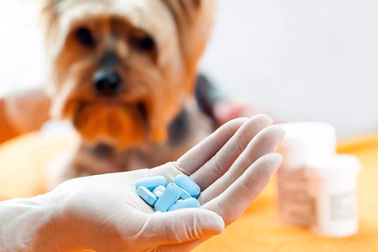 veterinario con pastillas