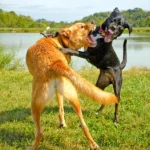 dos perros peleando
