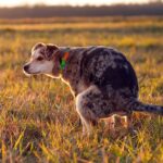 perro agachado para defecar