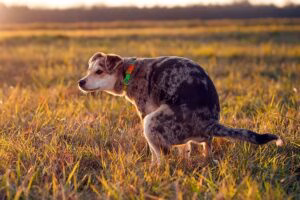 perro agachado para defecar