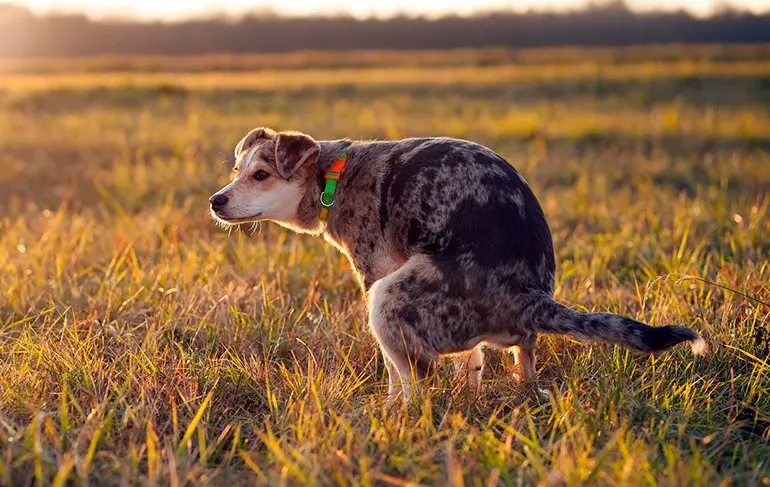 perro agachado para defecar