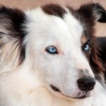 perro collie de ojos claros