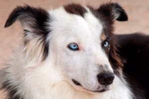 perro collie de ojos claros