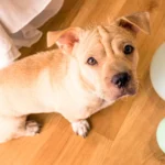 perro con miedo junto a unos glovos