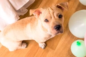 perro con miedo junto a unos glovos