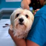 perro en revision del veterinario