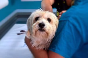 perro en revision del veterinario