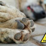 perro intoxicado por raticida