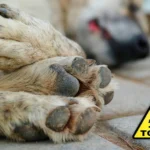 perro intoxicado por raticida