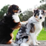 perro masajeando a otro perro