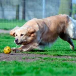 perro trae la pelota