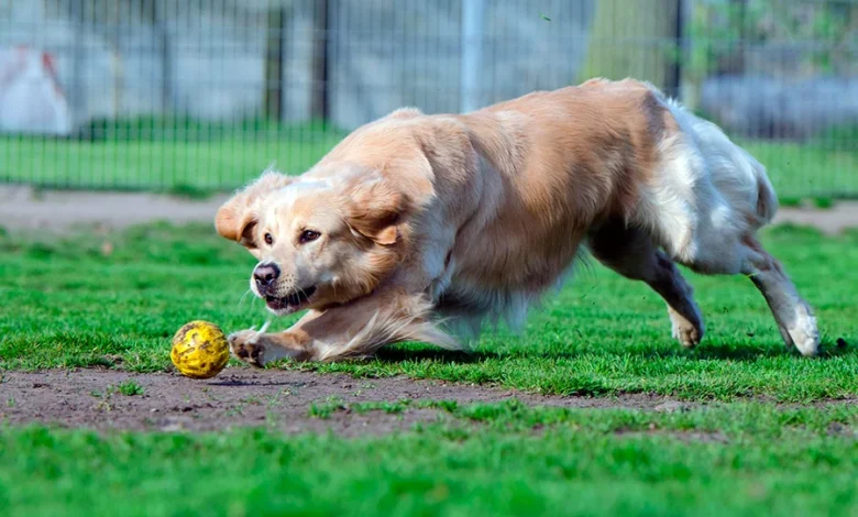 perro trae la pelota