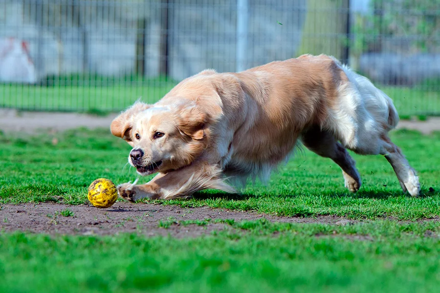 perro trae la pelota