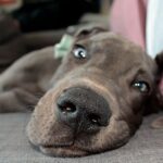 perro tumbado sobre el suelo