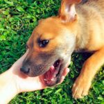 saludando a un perro desconfiado
